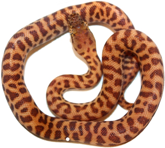 Female Eastern Stimsons Python Stimson's Python by Inland Reptile