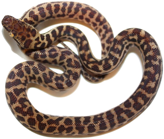 Western Stimsons Python (Wheatbelt) Stimson's Python by Inland Reptile