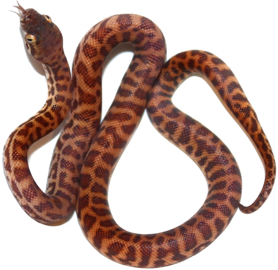 Male Eastern Stimsons Python Stimson's Python by Inland Reptile