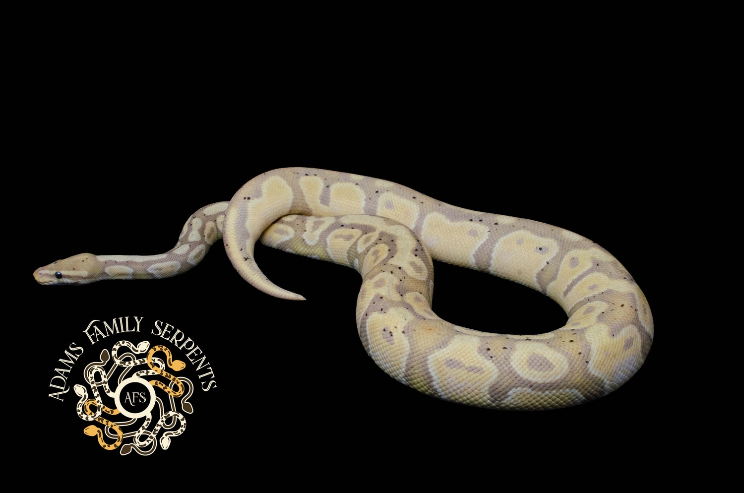 Banana Male Locking And Ready To Pair Ball Python by Adams Family