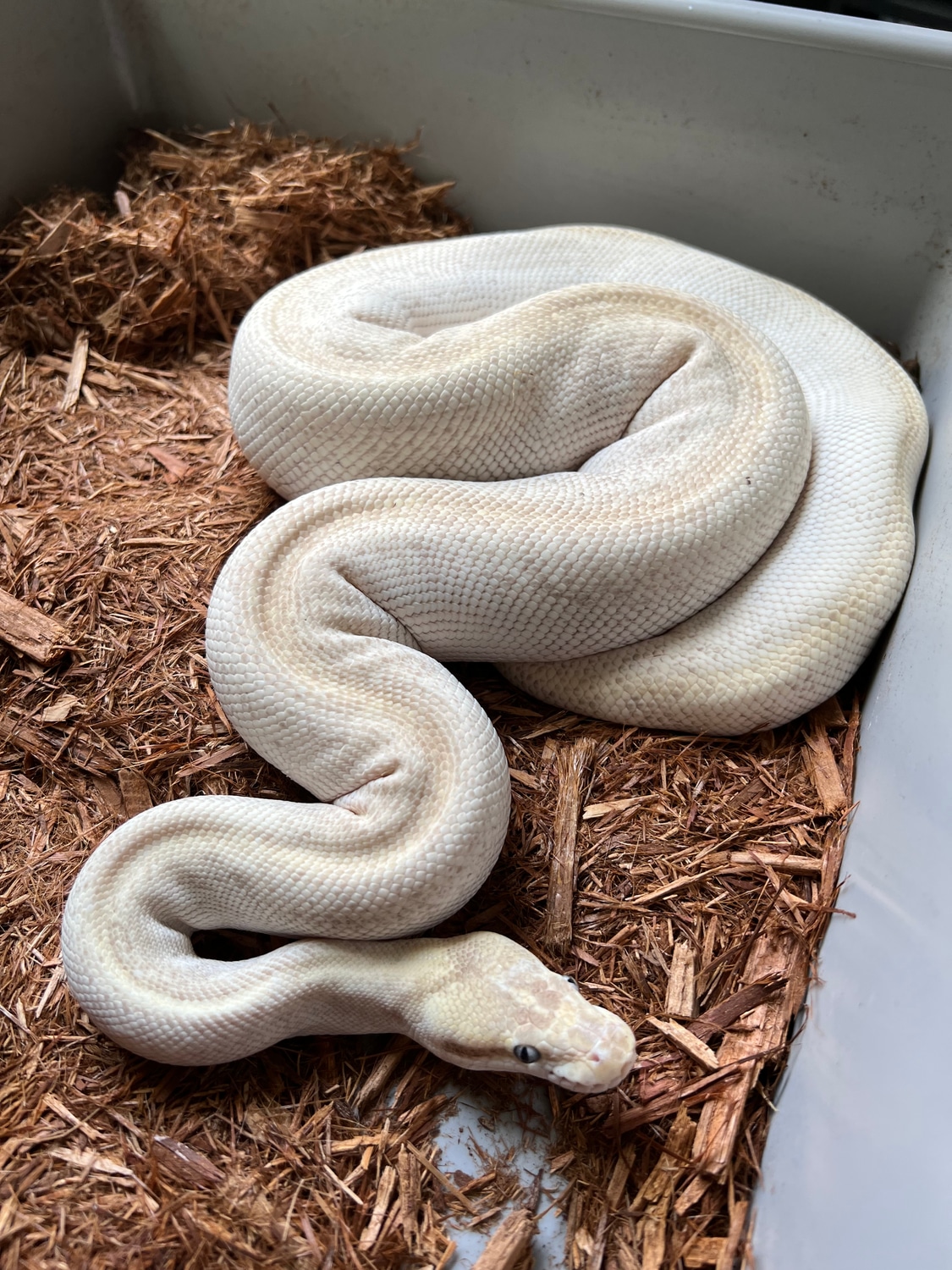 Super Mojave Ball Python by Adams Family Serpents - MorphMarket
