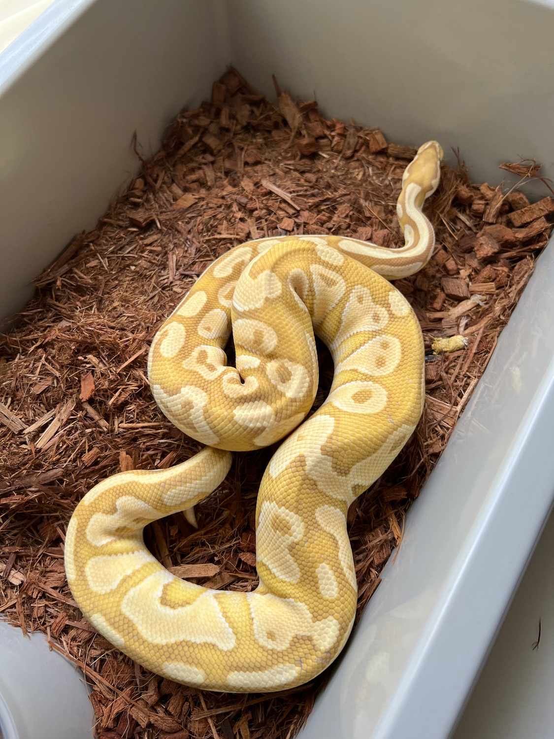 Banana Lesser Ball Python by Adams Family Serpents - MorphMarket