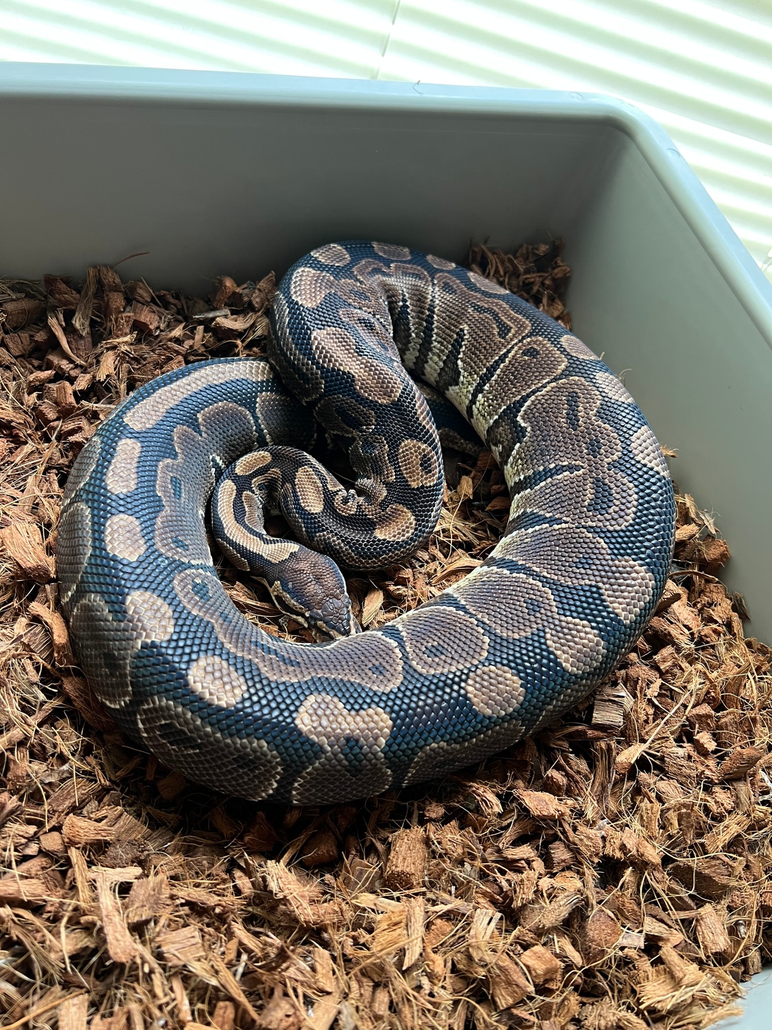 Normal Ball Python by Adams Family Serpents - MorphMarket