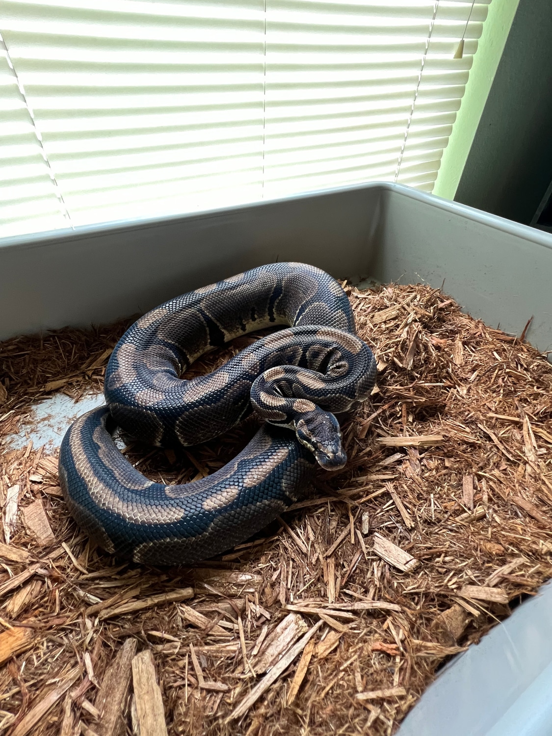 Normal Ball Python by Adams Family Serpents - MorphMarket