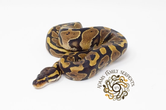 Yellowbelly Or Gravel 50% Het Hypo Ball Python by Adams Family Serpents