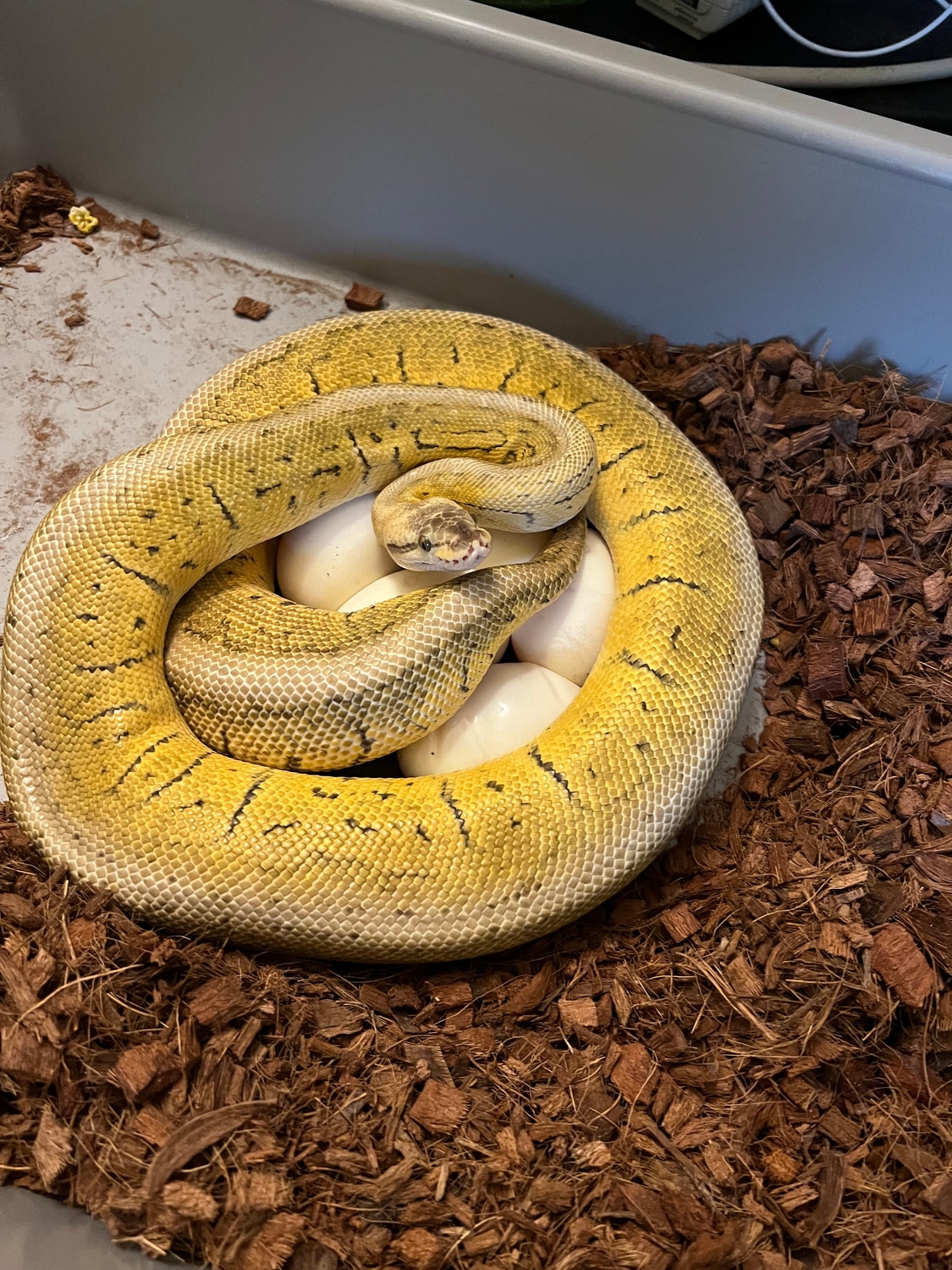 Super Pastel Pinstripe Proven Female Ball Python by Adams Family
