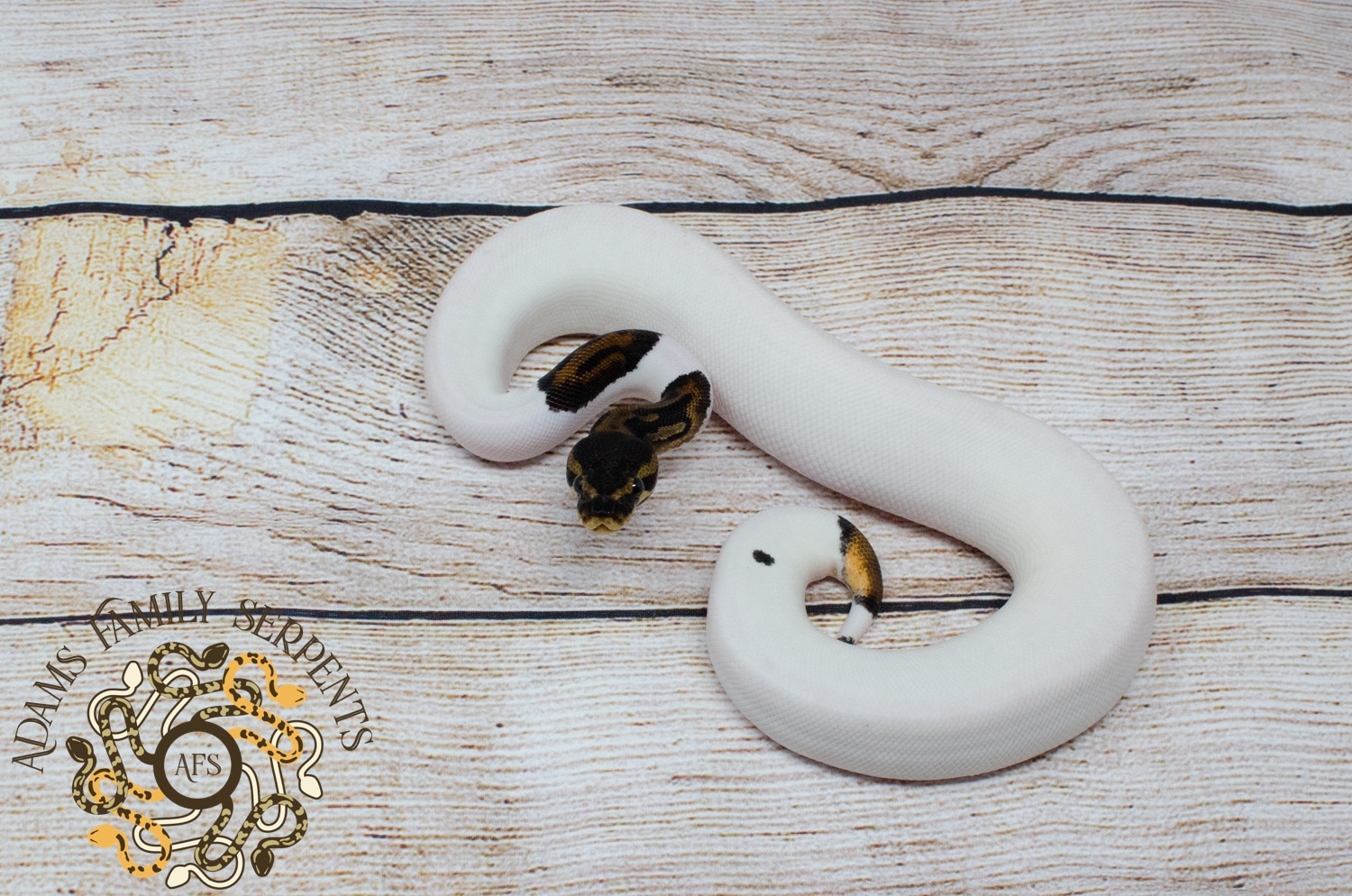 Leopard Pied Ball Python by Adams Family Serpents - MorphMarket