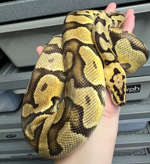 Enchi Crypton Het Desert Ghost Ball Python by Adams Family Serpents