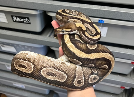 Mojave Double Het Clown Pied Ball Python by Adams Family Serpents