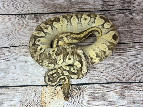 Super Pastel Enchi Orange Dream Mojave Yellow Belly Ball Python by ...