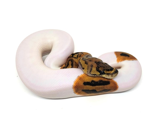 Clown Pied Het Albino Ball Python by BS Reptiles