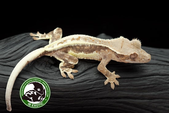 Fitzula's Gift Shop: Ganz Rainforest Animal - Light Green