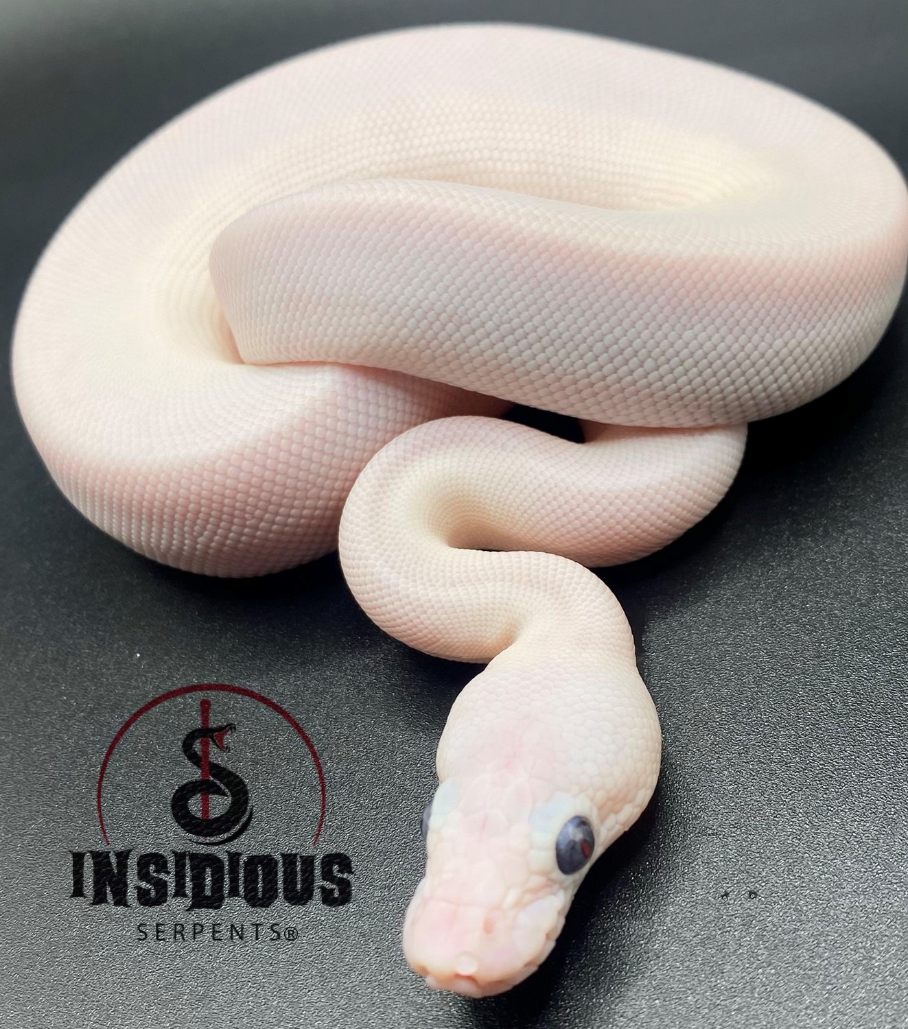 BEL Ball Python by Insidious Serpents LLC - MorphMarket