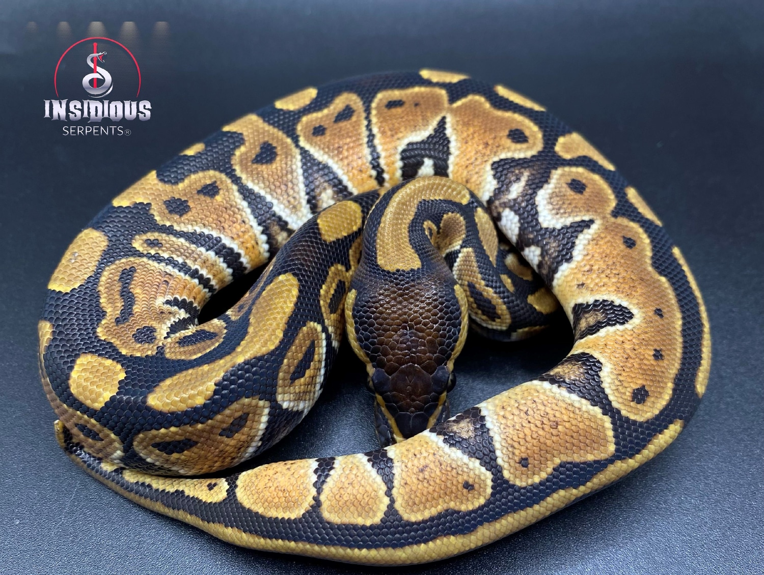 Normal Ball Python by Insidious Serpents LLC - MorphMarket