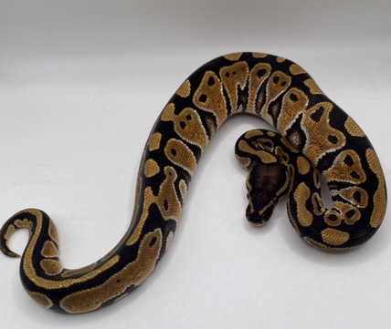 Normal Ball Python by Insidious Serpents LLC - MorphMarket