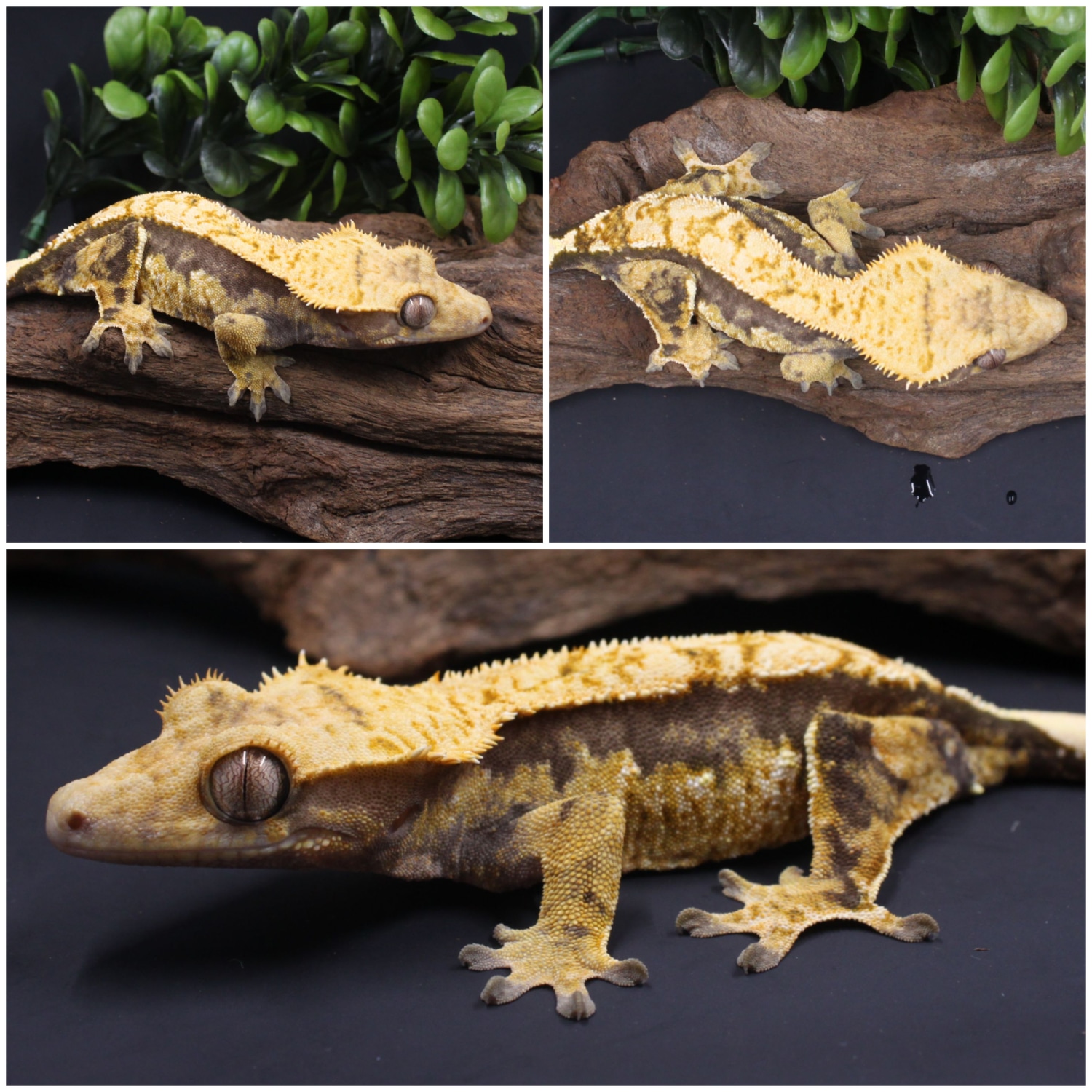 Extreme Harlequin TriColor Crested Gecko by Insomnia Geckos MorphMarket