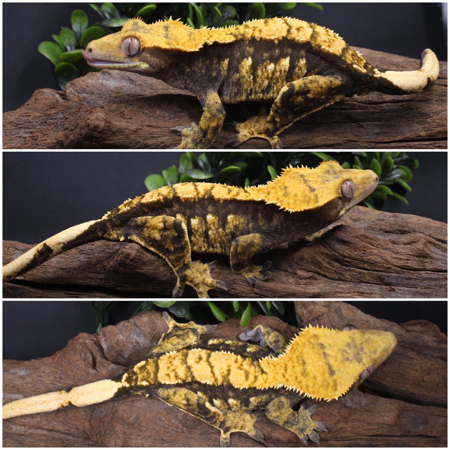 RTB Dark Based Extreme Harlequin Crested Gecko by Insomnia Geckos ...