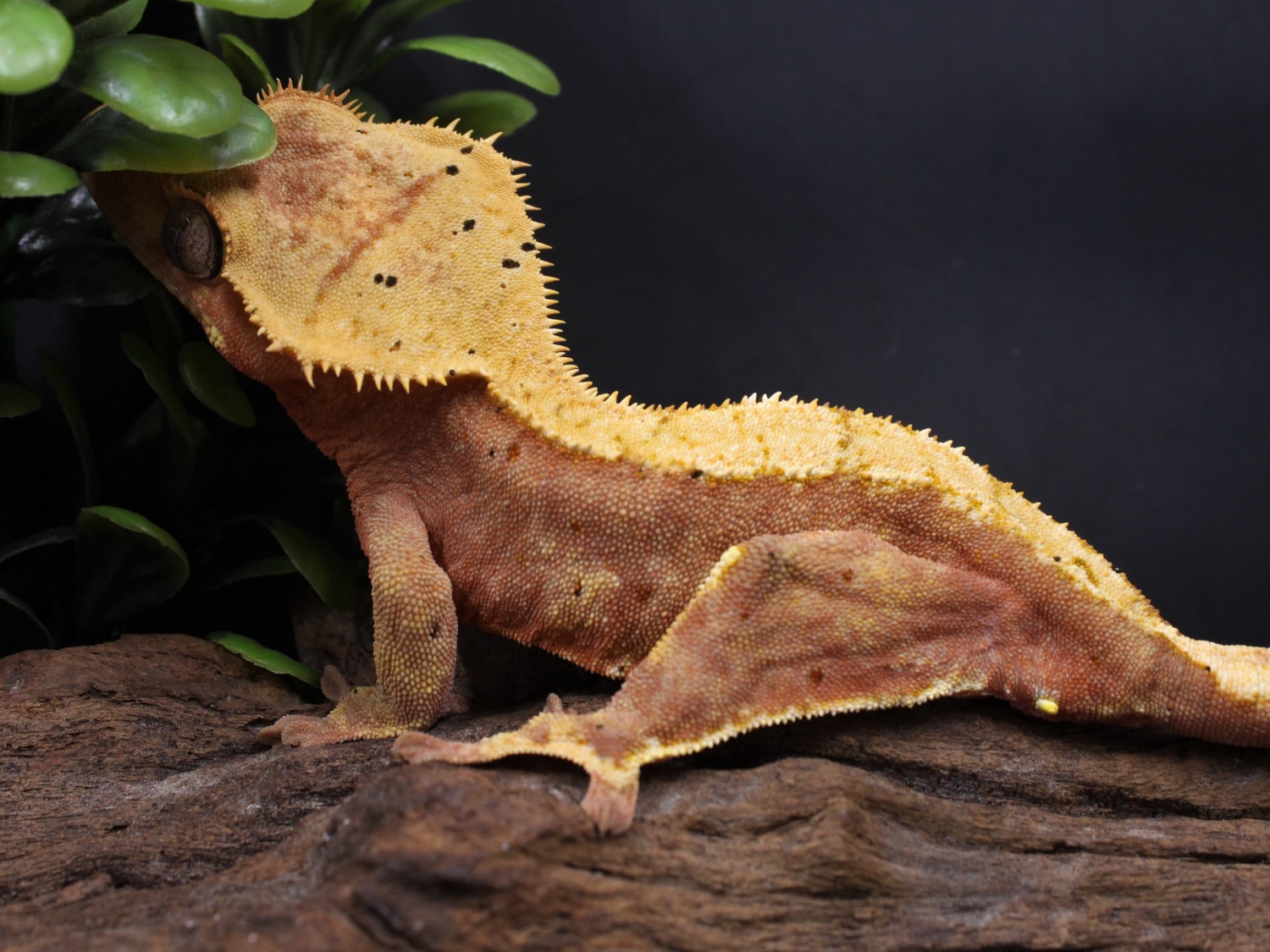 Red Based Confetti Dalmatian Crested Gecko by Insomnia Geckos MorphMarket