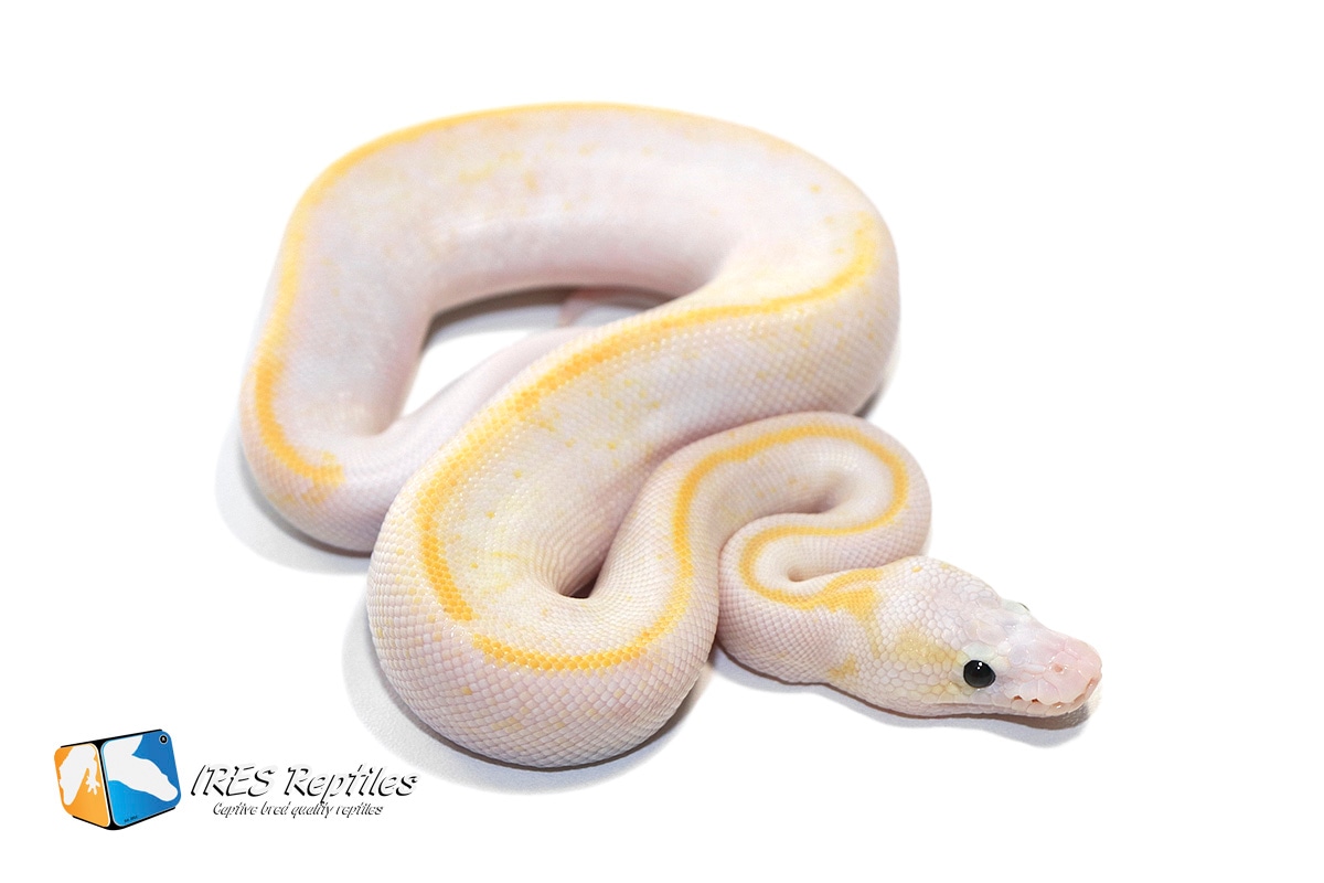 Pastel Champagne Freeway Ball Python by IRES Reptiles - MorphMarket