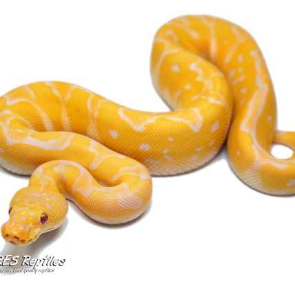 Pastel Lavender Albino Clown Ball Python