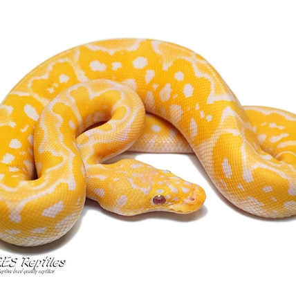 Pastel Leopard Lavender Albino Clown Ball Python