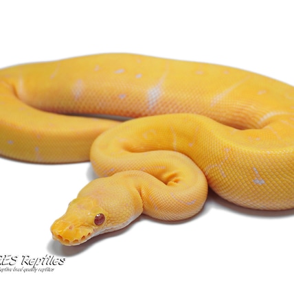 Pastel Leopard Pinstripe Lavender Albino Clown Ball Python