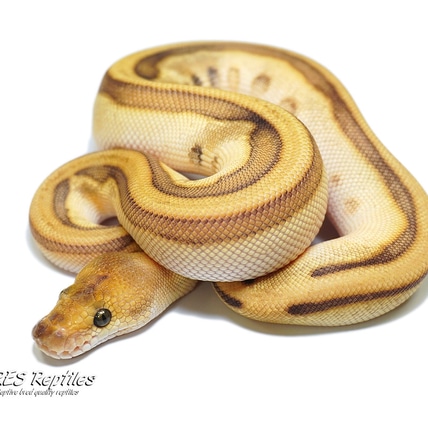 Butter Leopard Genetic Stripe Clown Ball Python
