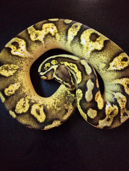 Calico Garden Fase Python Calico Gravel Ball Python by IrresistiBall Pythons and Rattery