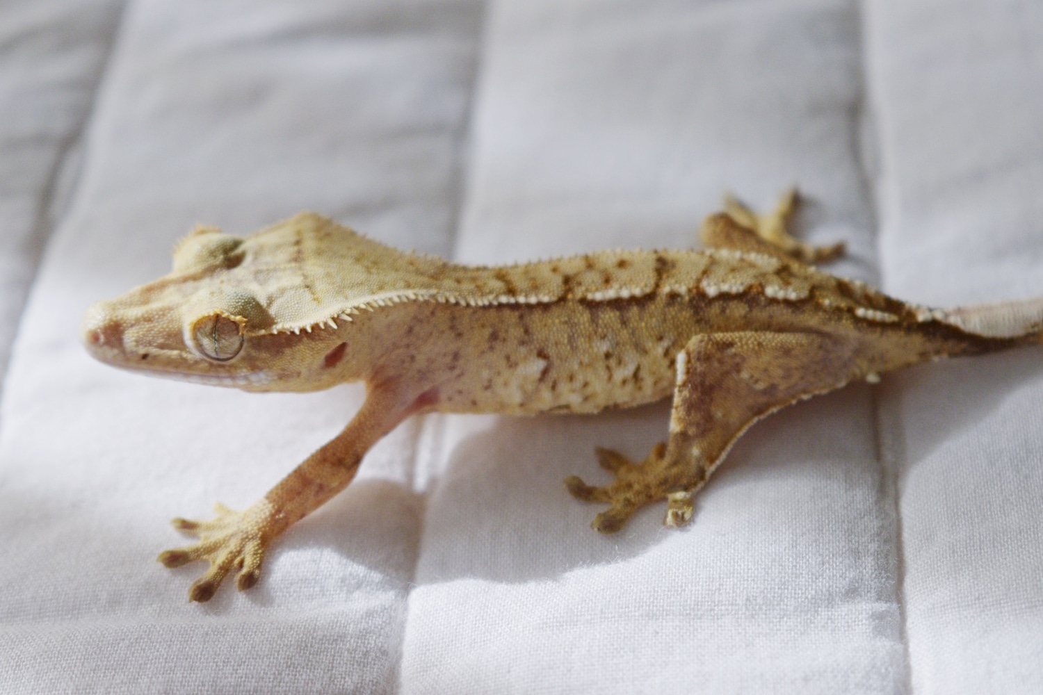 Creamsicle With White Spots Crested Gecko by Belles Geckos MorphMarket