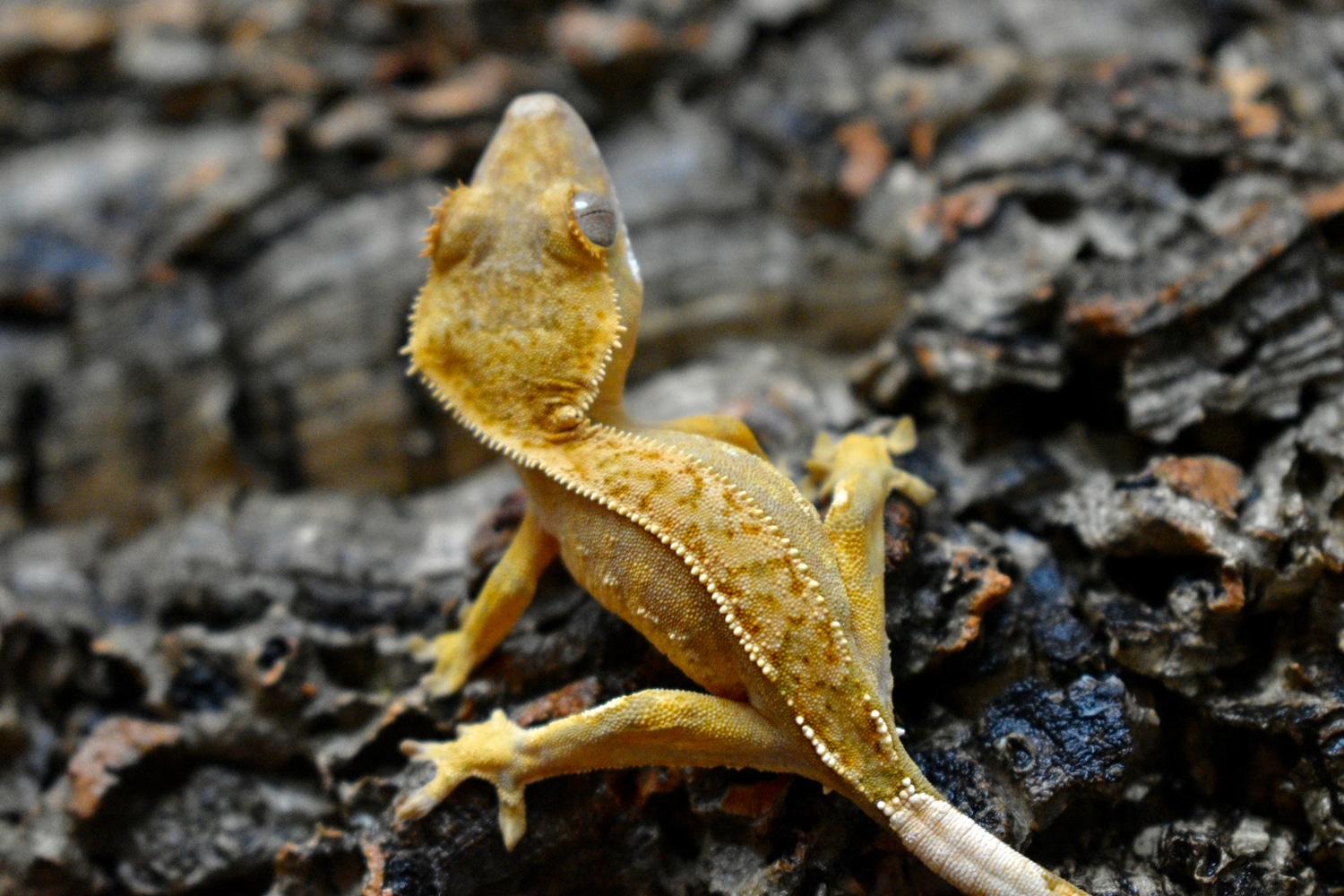 Harley Crested Gecko by Belles Geckos - MorphMarket