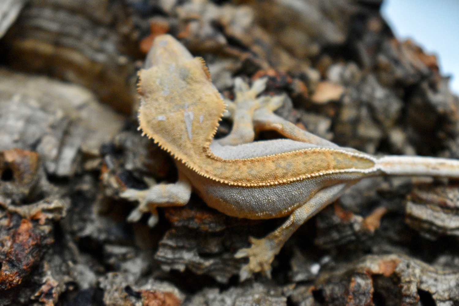 Bundle! Two Offspring Crested Gecko by Belles Geckos - MorphMarket