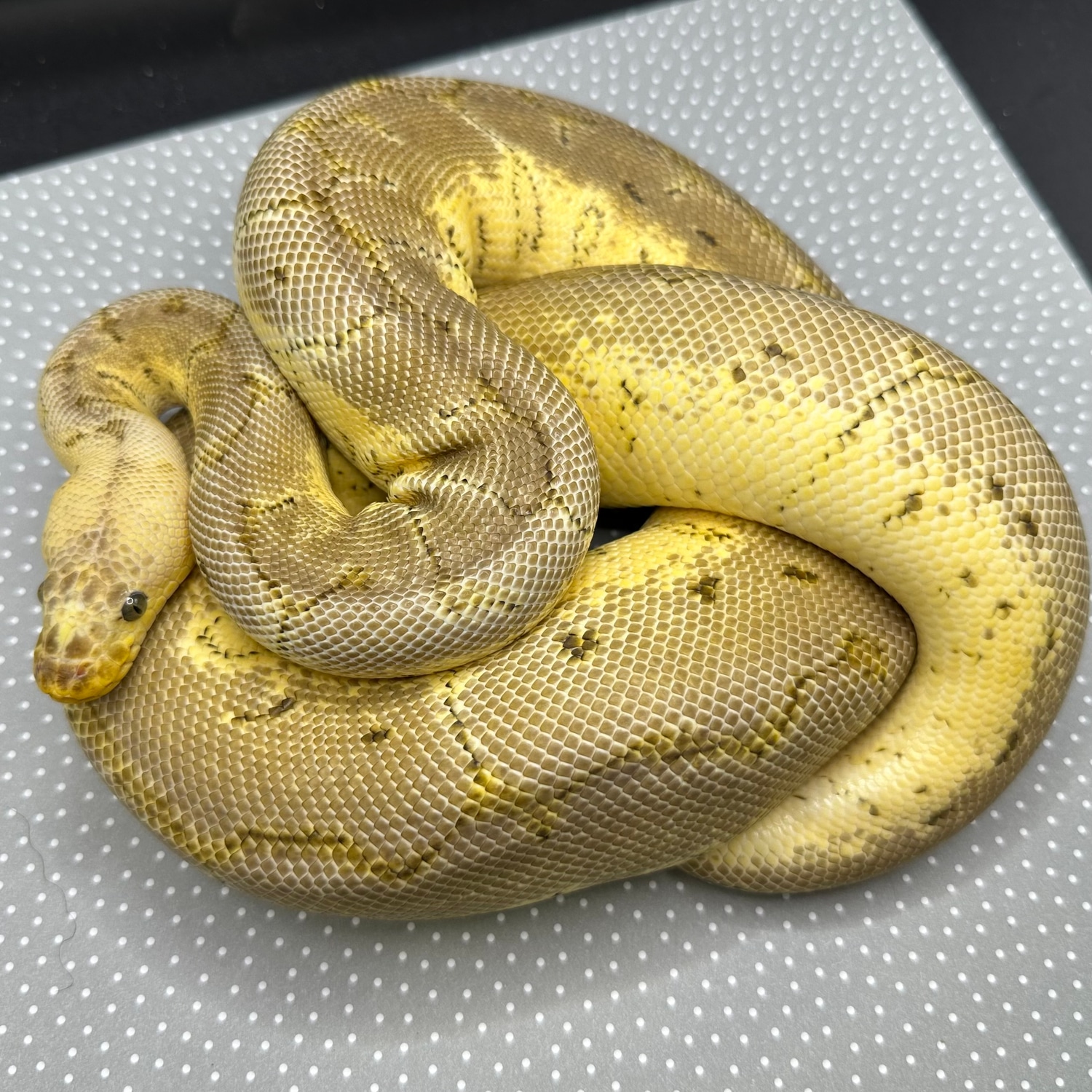 Lemon Blast Clown Ball Python by Freda Family Fine Snakes - MorphMarket