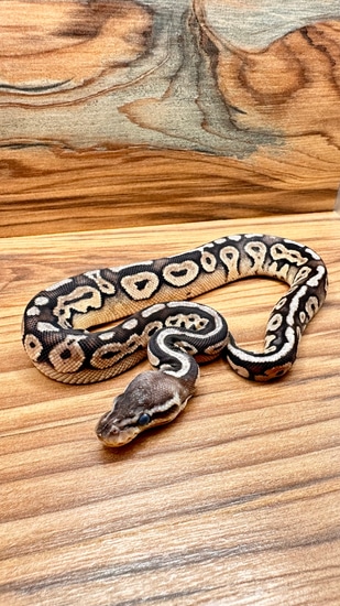 Sterling Ball Python by Freda Family Fine Snakes