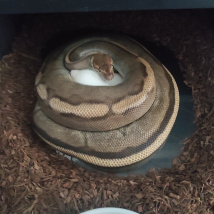 Island Pythons - MorphMarket