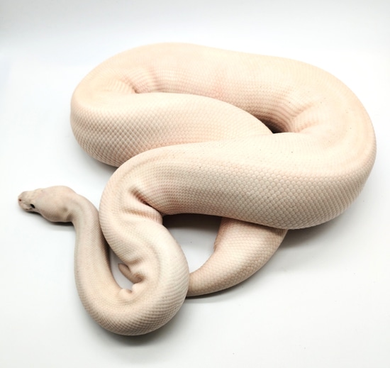 Butter Pied Possible Het DG - Ready To Breed - Female Ball Python by ...