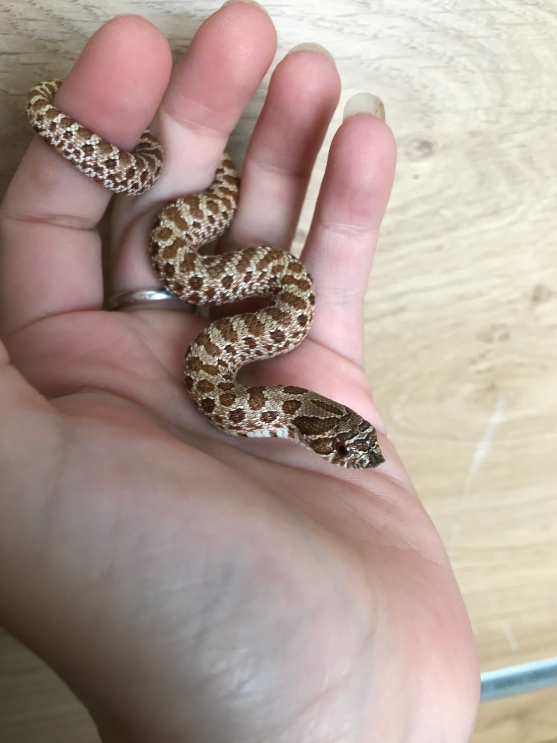 CB22 Classic Male 100 Het Albino Western Hognose by