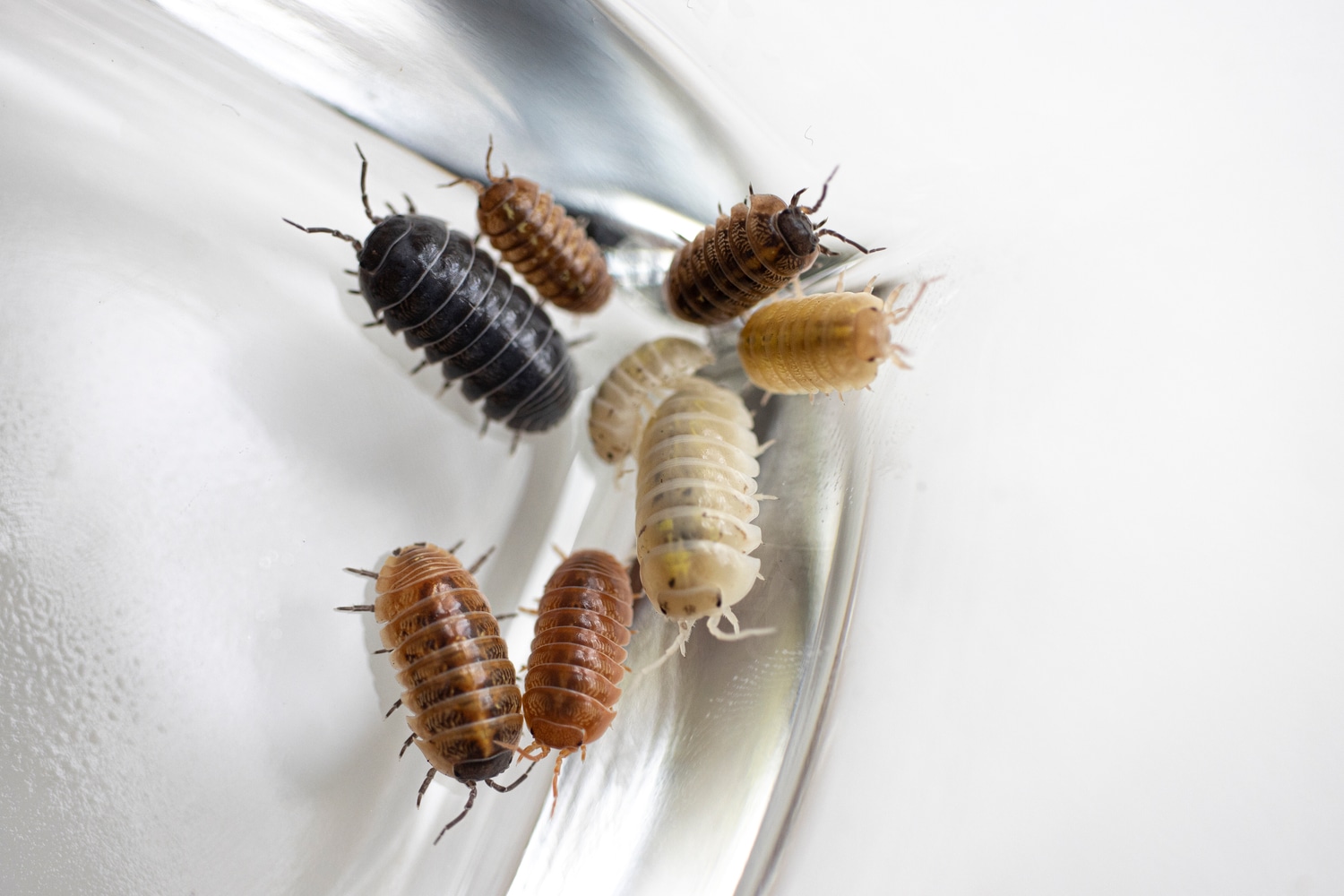 GEM MIX 10ct Isopod by Isoflora Isopods MorphMarket