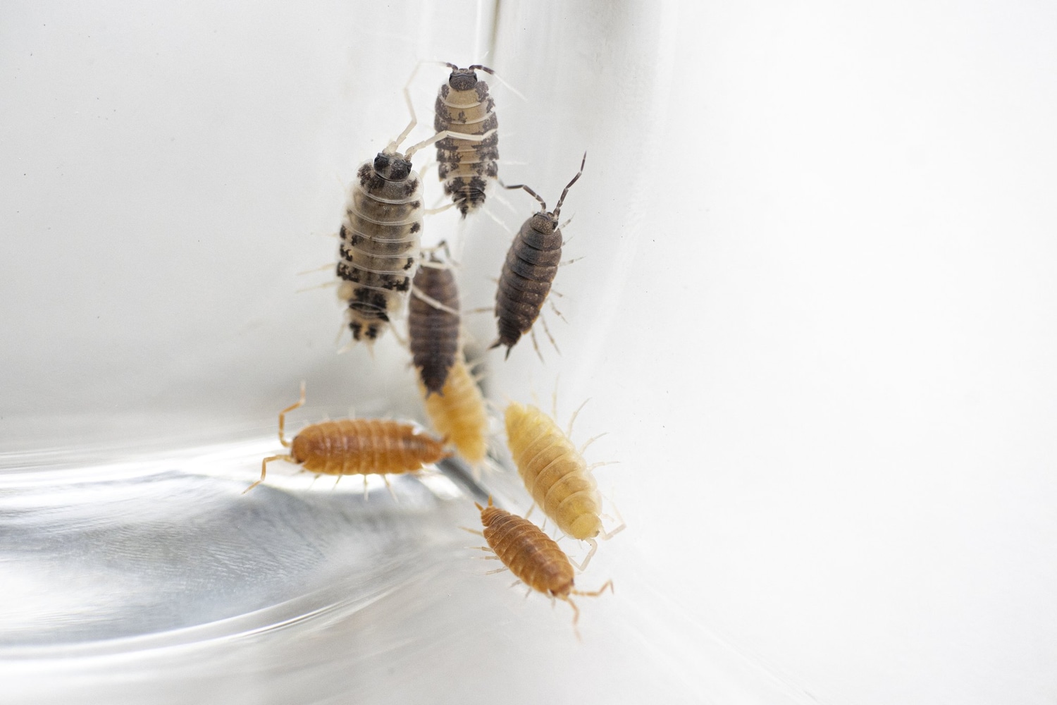 PARTY MIX 10ct Isopod by Isoflora Isopods MorphMarket