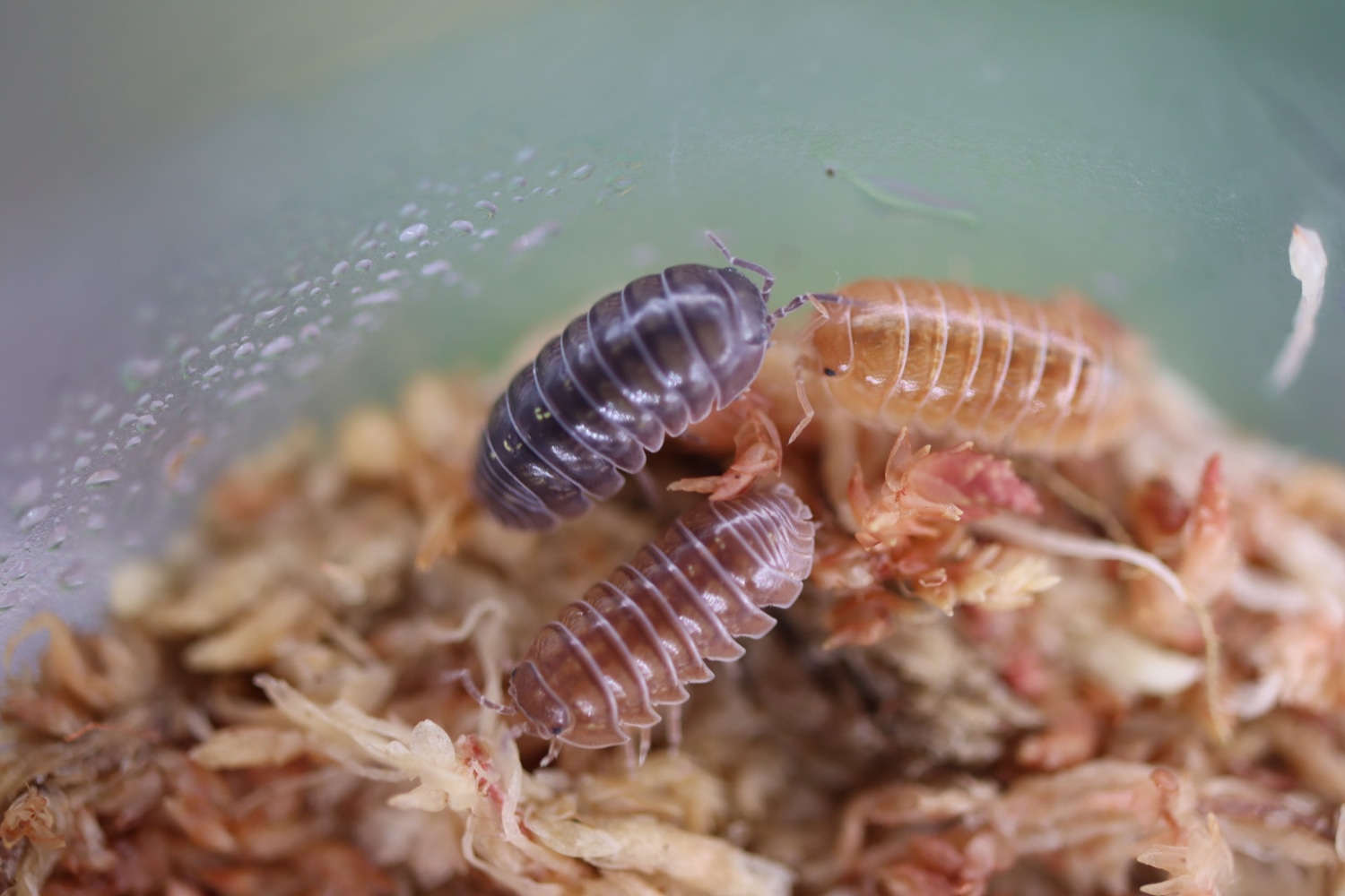 ARMADILLIDIUM VULGARE 'St. Lucia' 6ct Isopod by Isoflora Isopods ...