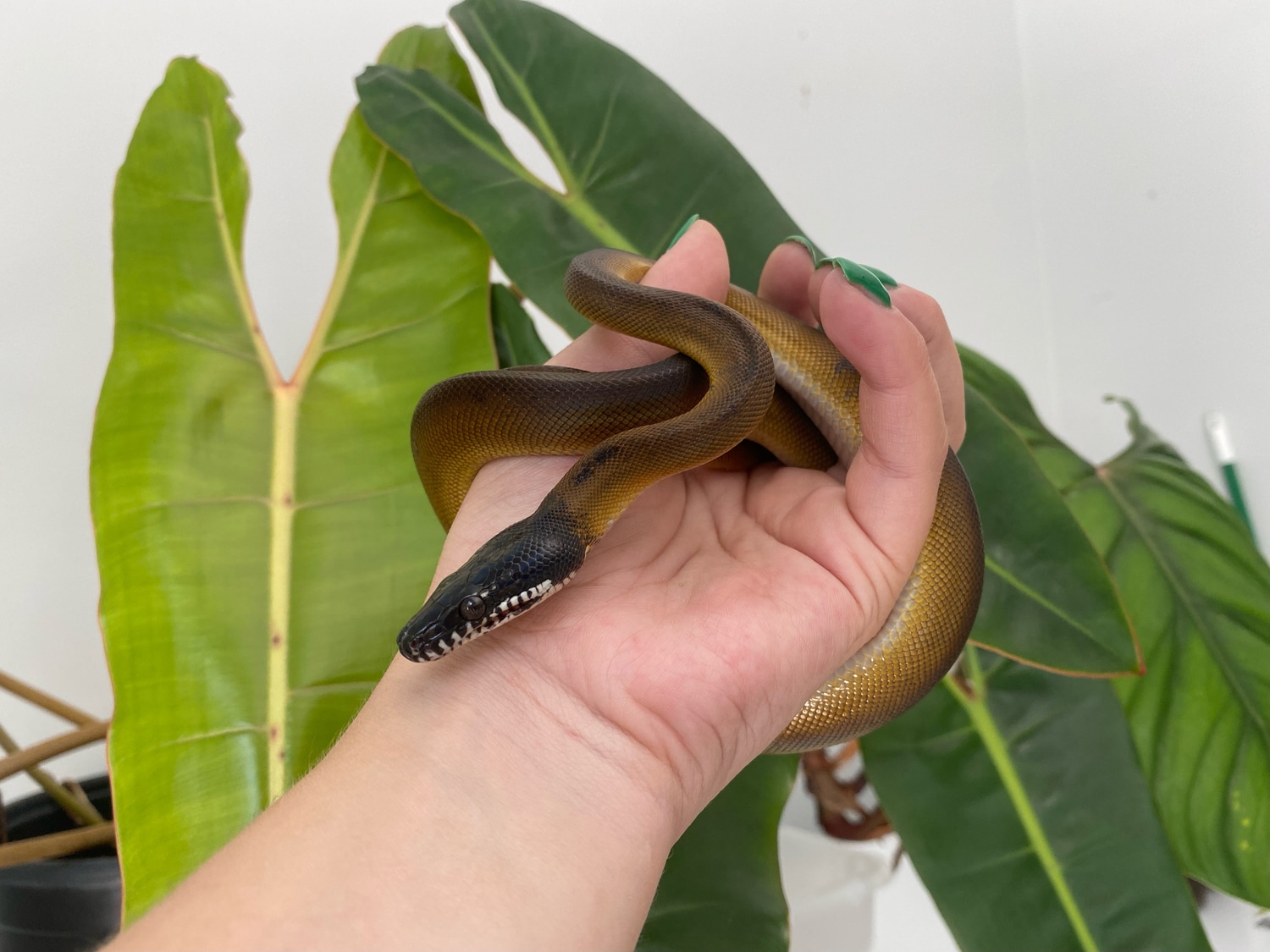 Northern White-lipped Python by Isopod Source - MorphMarket