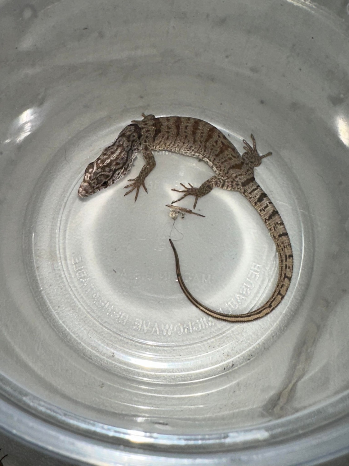 Varanus Gilleni "Pygmy Mulga Monitor More Lizard by Isopod Source