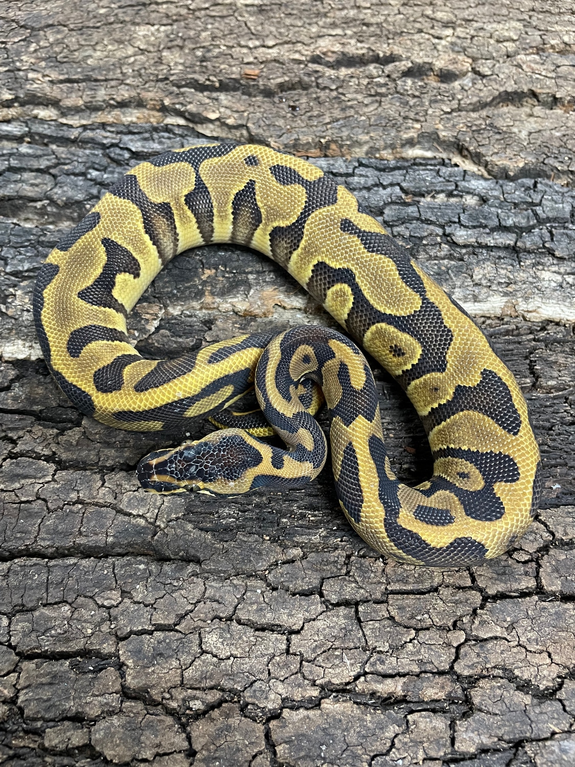 Leopard Enchi Ball Python by Reptasia Pet Centre - MorphMarket