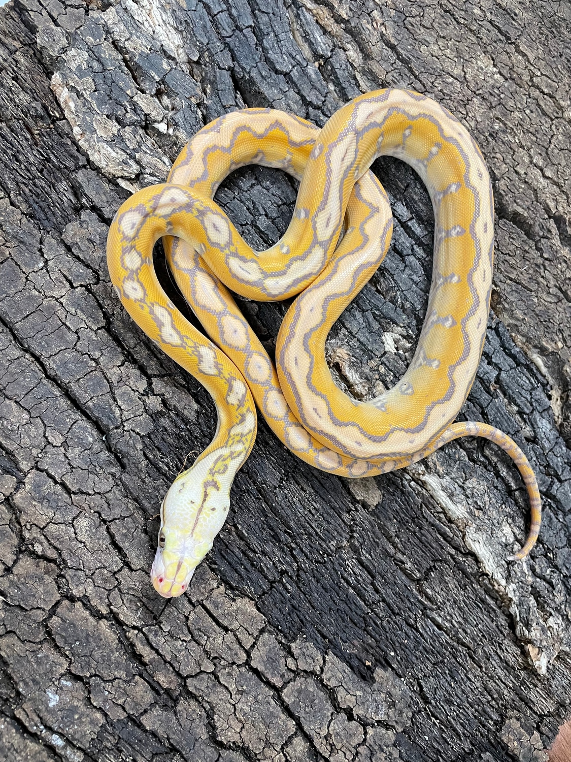 Foulsham Caramel Motley Reticulated Python by Reptasia Pet Centre ...