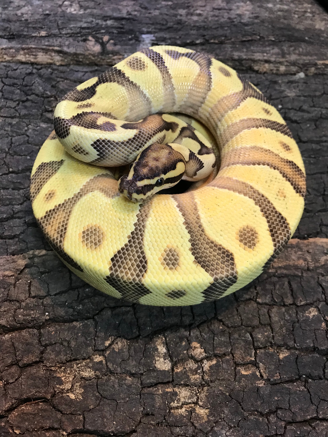 OD YB Enchi Fire Ball Python by Reptasia Pet Centre - MorphMarket