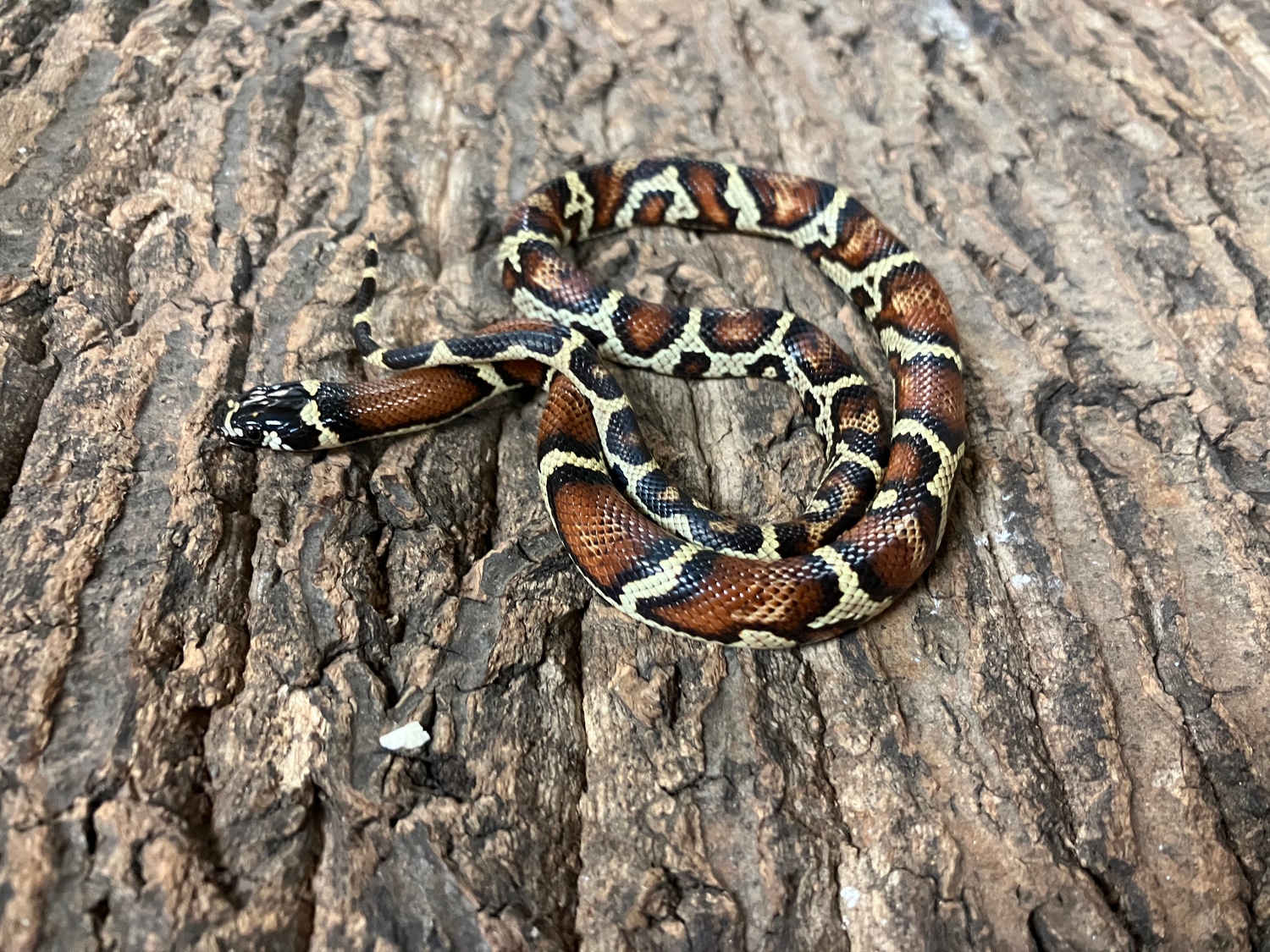 Manhattan Milk Snake Hybrid Honduran Milk Snake by Reptasia Pet Centre
