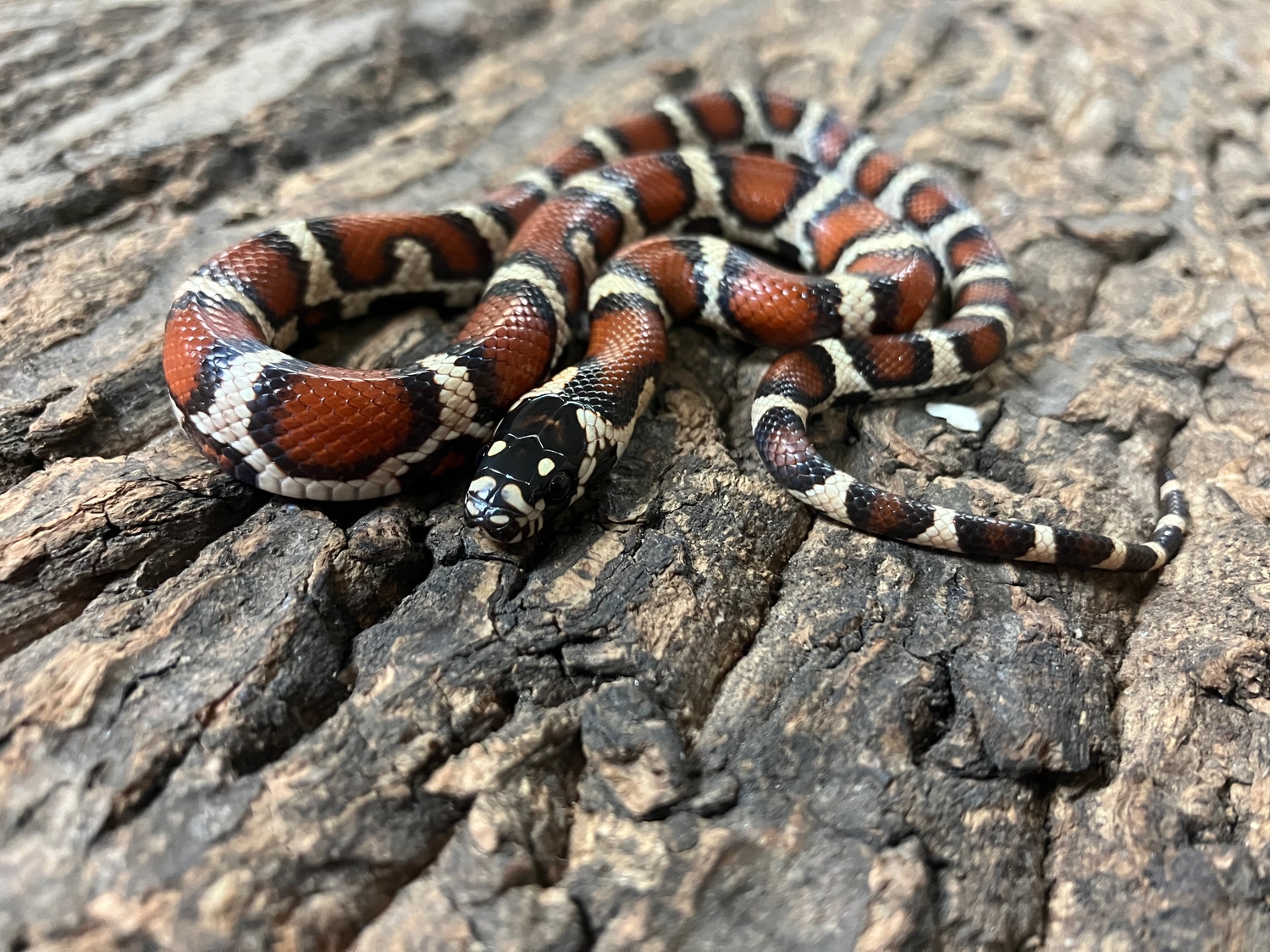 Manhattan Milk Snake Hybrid Honduran Milk Snake by Reptasia Pet Centre