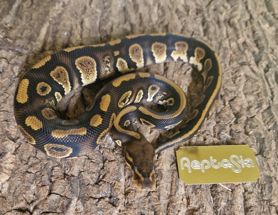 CB22 Stranger Het Clown Royal Python Ball Python by Reptasia Pet Centre