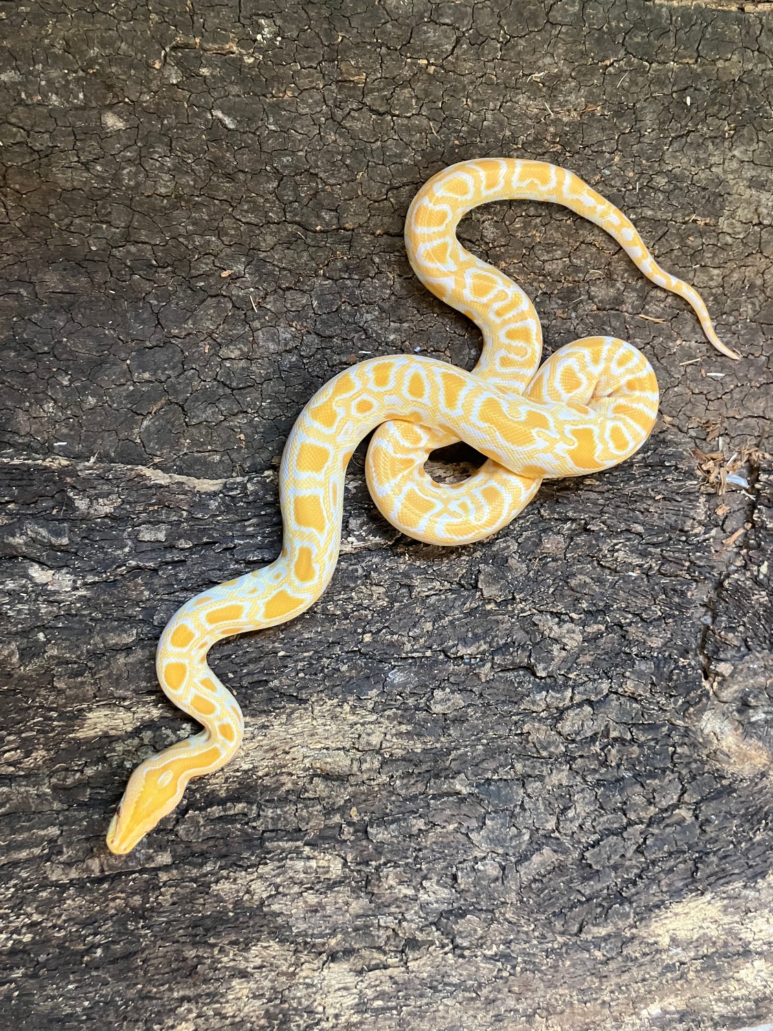 Albino Burmese Python by Reptasia Pet Centre - MorphMarket