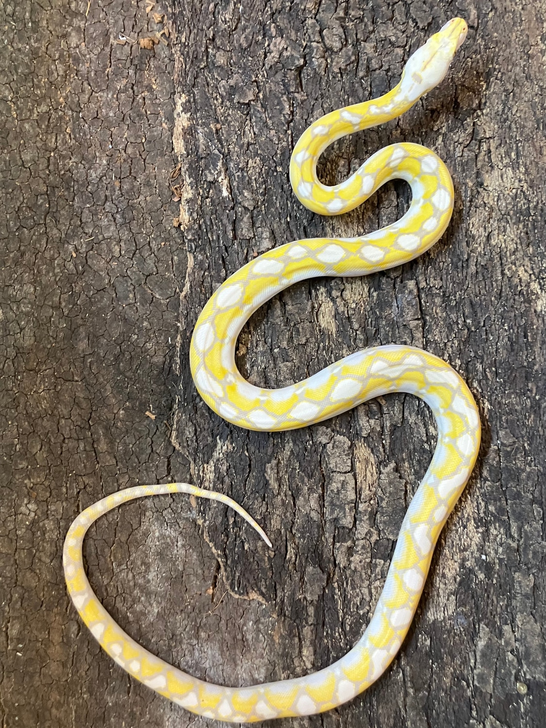 Foulsham Caramel Motley Reticulated Python by Reptasia Pet Centre ...