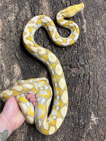 Foulsham Caramel Motley Reticulated Python by Reptasia Pet Centre